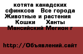 котята канадских сфинксов - Все города Животные и растения » Кошки   . Ханты-Мансийский,Мегион г.